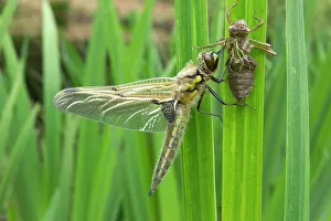 Nymphs: Four Spotted Chaser - dragonfly newly emerged from
