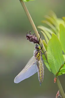 Chaser: Four Spotted Chaser Dragonfly - newly emerged