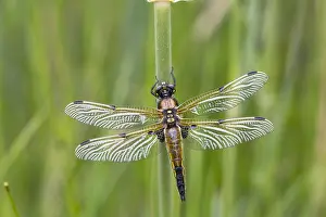 Chaser: Four Spotted Chaser - Norfolk - UK