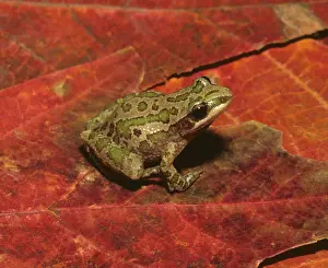 Chorus: Spotted Chorus Frog