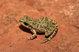 Chorus: Spotted Chorus Frog (Pseudacris clarkii)