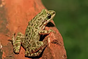 Chorus: Spotted Chorus Frog (Pseudacris clarkii)