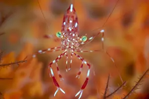 Cleaner: Spotted Cleaner Shrimp (Urocaridella antonbruunii)