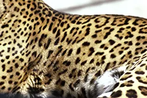 Jaguars: Spotted Coat of Jaguar
