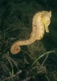 Kuda: Spotted / Common / Estuary / Yellow / Kuda SEAHORSE