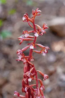 Maculata: Spotted Coral Root - member orchid family