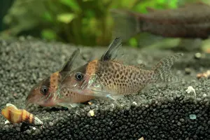 Catfish: Spotted Cory (Corydoras agassizii) in aquarium