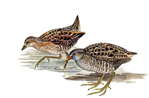 Crake: Spotted Crake