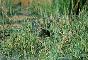 Crake: Spotted Crake - in grassy wetland