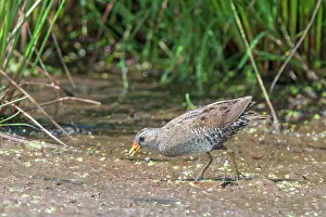Crake: Spotted Crake (Porzana porzana)