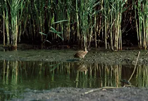 Crake: Spotted Crake - at waters edge near reeds
