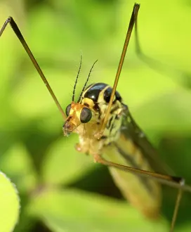 Crane: Spotted Crane Fly - UK
