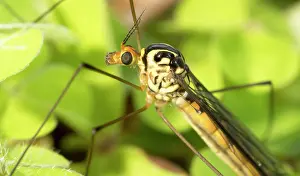 Crane: Spotted Crane Fly - UK