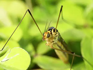 Crane: Spotted Crane Fly - UK
