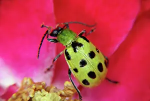 Diabrotica: Spotted Cucumber Beetle