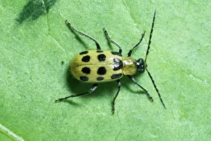 Cucumber: Spotted Cucumber Beetle