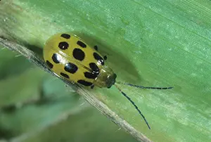 Cucumber: Spotted Cucumber Beetle