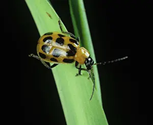Cucumber: Spotted Cucumber Beetle (Diabrotica sp.)