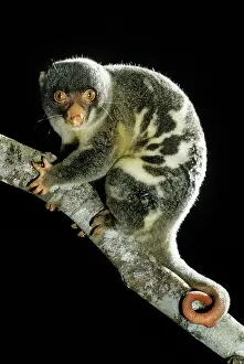 Cuscus: SPOTTED CUSCUS