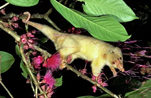 Cuscus: Spotted CUSCUS - female