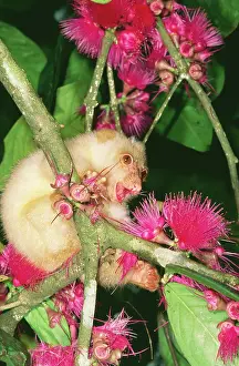 Cuscus: Spotted CUSCUS - in flowering foliage