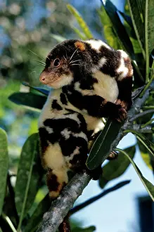 Cuscus: Spotted Cuscus - male