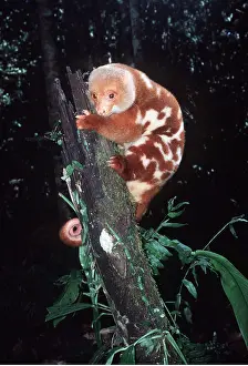 Clinging: SPOTTED CUSCUS - male