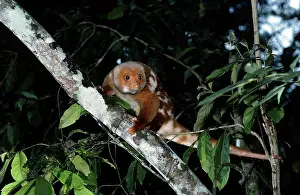 Cuscus: Spotted CUSCUS - perched in tree