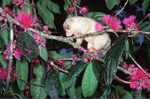 Balancing: SPOTTED CUSCUS - sitting in tree with pink flowers