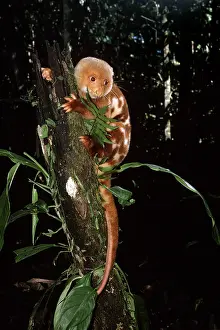 Cuscus: SPOTTED CUSCUS IN TREE