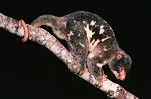Prehensile: SPOTTED CUSCUS IN TREE