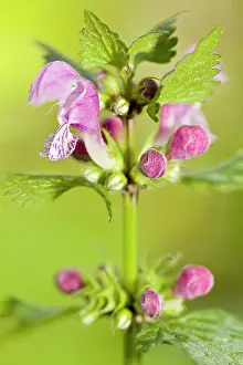 Deadnettle: Spotted Deadnettle - flowers