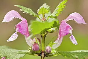 Deadnettle: Spotted Deadnettle - flowers on field