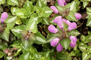 Deadnettle: Spotted deadnettle, with striped leaves