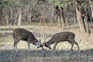 Chital: Spotted Deer