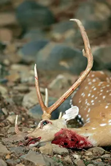 Axis: Spotted Deer carcass - Killed then abandoned by