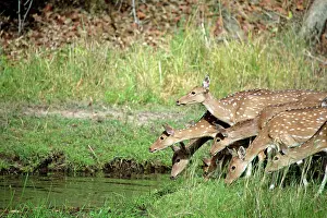 Chital: Spotted Deer / Cheetal / Chital - by stream Bandhavgargh