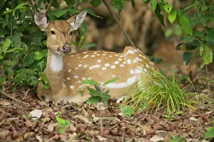 Chital: Spotted Deer / Chital - chewing their cud