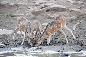 Chital: Spotted Deer / Chital - drinking
