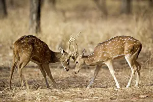 Sparring: Spotted deer - sparring