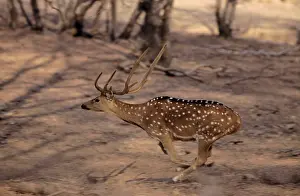 Chital: Spotted Deer Stag / Chital - Running