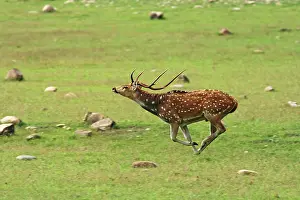 Chital: Spotted Deer stag runing;Corbett National