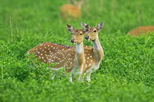 Axis: Spotted Deers