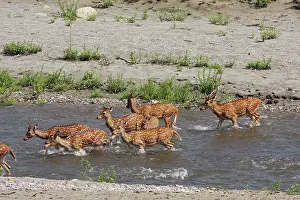 Chital: Spotted Deers crossing the river Ramganga, Corbett