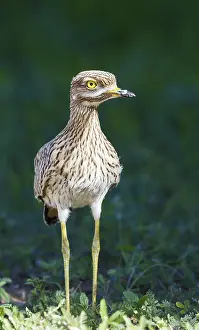 Burhinus: Spotted Dikkop - also called Spotted Thick-knee
