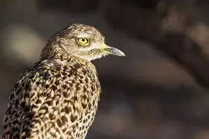Capensis: Spotted Dikkop. Also called Spotted Thick-knee