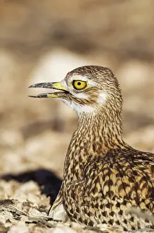Capensis: Spotted Dikkop. Also called Spotted Thick-knee