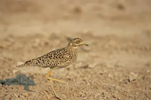 Dikkop: Spotted DIKKOP - Running