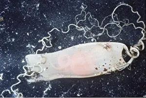 Sharks: Spotted DOGFISH - egg