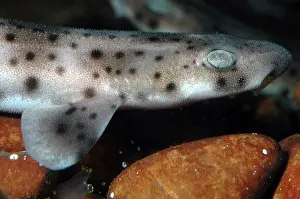 Dogfish: Spotted Dogfish newly hatched juvenile